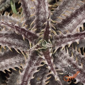 Dyckia ML x BS