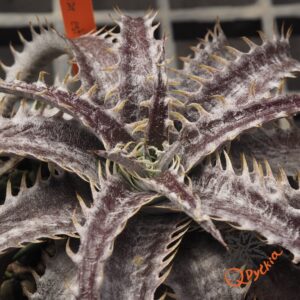 Dyckia ML x BS