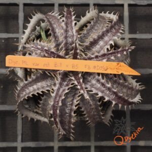 Dyckia ML x BS