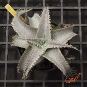 Dyckia HU-5 x T-REX