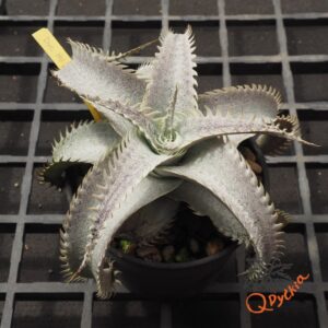 Dyckia HU-5 x T-REX