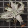Dyckia HU-5 x T-REX