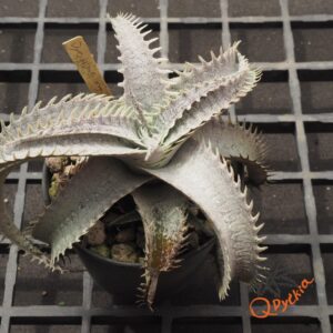Dyckia HU-5 x T-REX
