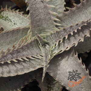 Dyckia HU-5 x T-REX