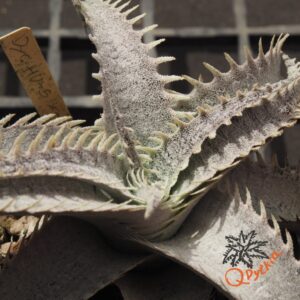 Dyckia HU-5 x T-REX