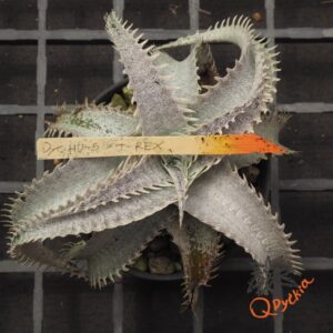 Dyckia HU-5 x T-REX