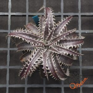Dyckia T-REX x ML Super Wide Leaf