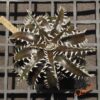 Dyckia marnier-lapostollei