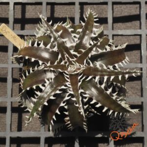 Dyckia marnier-lapostollei
