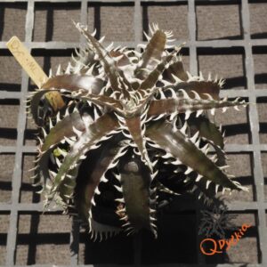 Dyckia marnier-lapostollei