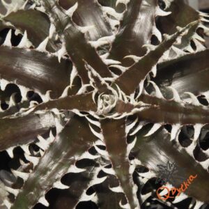 Dyckia marnier-lapostollei