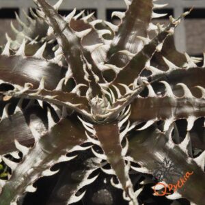 Dyckia marnier-lapostollei