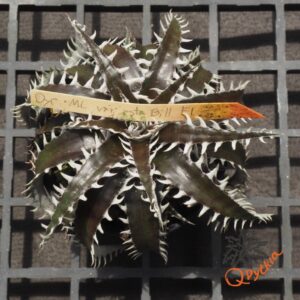 Dyckia marnier-lapostollei