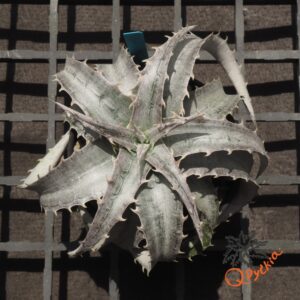 Dyckia marnier-lapostollei