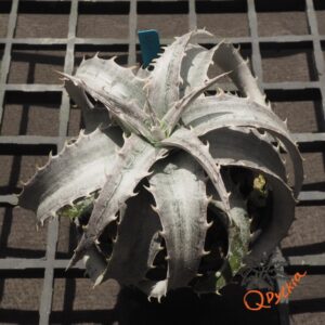 Dyckia marnier-lapostollei