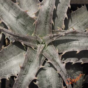 Dyckia marnier-lapostollei
