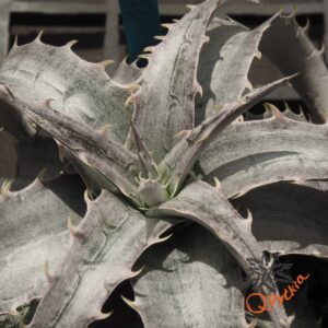 Dyckia marnier-lapostollei