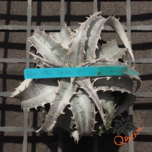 Dyckia marnier-lapostollei