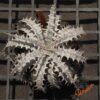 Dyckia goehriingii