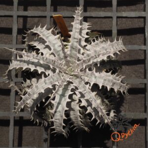 Dyckia goehriingii