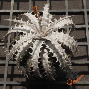 Dyckia goehriingii