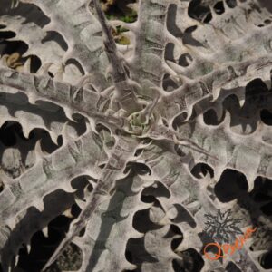 Dyckia goehriingii