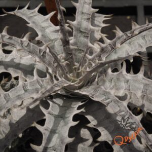 Dyckia goehriingii