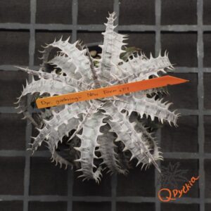 Dyckia goehriingii