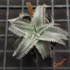 Dyckia Sky Walker
