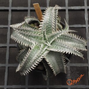 Dyckia Sky Walker