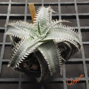 Dyckia Sky Walker