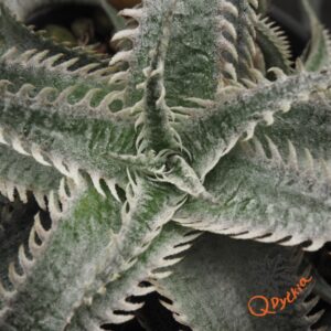 Dyckia Sky Walker
