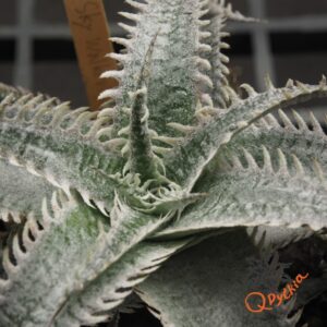 Dyckia Sky Walker
