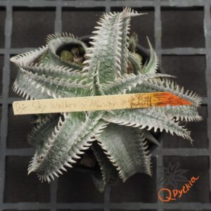 Dyckia Sky Walker