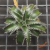 Dyckia Sky Walker x ML