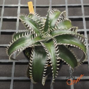 Dyckia Sky Walker x ML