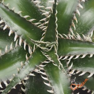 Dyckia Sky Walker x ML