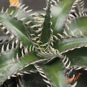 Dyckia Sky Walker x ML
