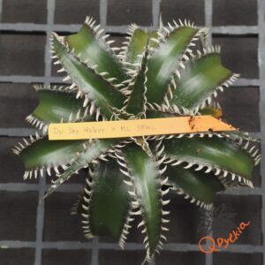 Dyckia Sky Walker x ML