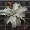 Dyckia HU-5 x T-REX