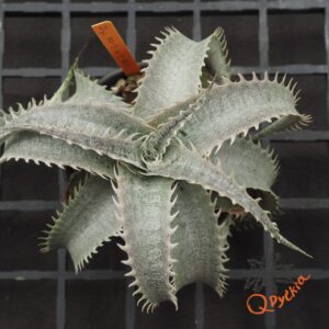 Dyckia HU-5 x T-REX