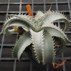 Dyckia HU-5 x T-REX