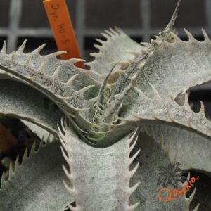 Dyckia HU-5 x T-REX