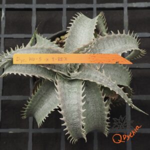 Dyckia HU-5 x T-REX