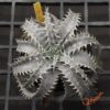 Dyckia marnier-lapostollei