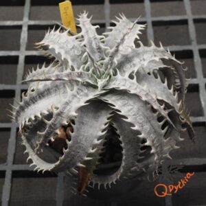 Dyckia marnier-lapostollei