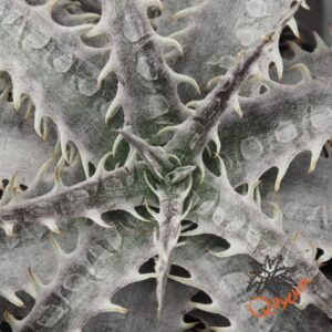 Dyckia marnier-lapostollei
