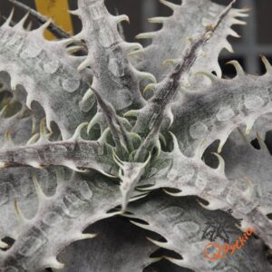 Dyckia marnier-lapostollei