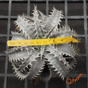 Dyckia marnier-lapostollei