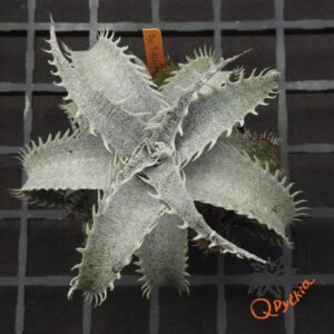 Dyckia T-REX F1
